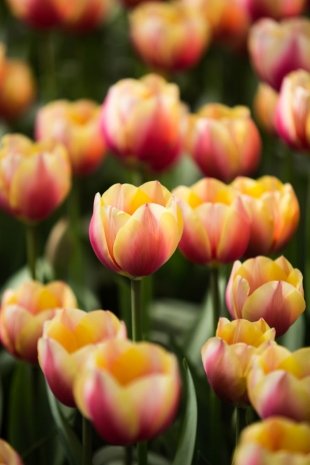 Tulipa Colors #3