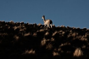 Atacama #40