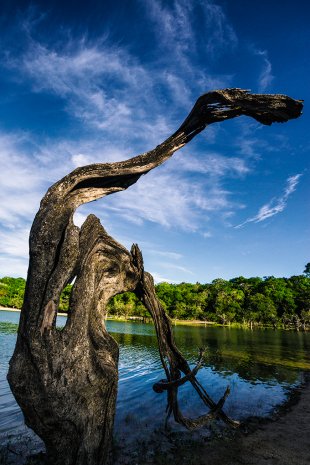 Amazonia #191